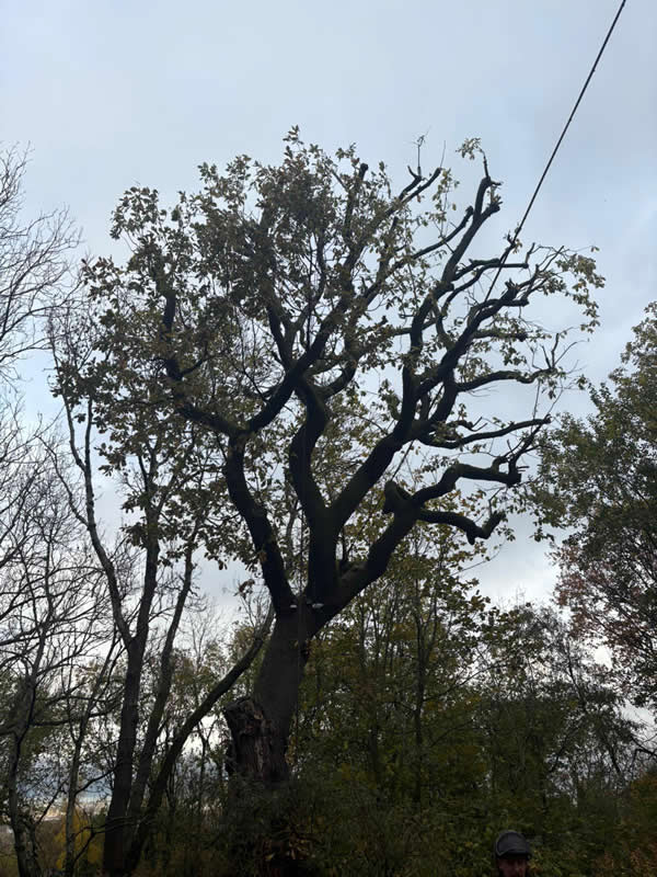 after tree reduction
