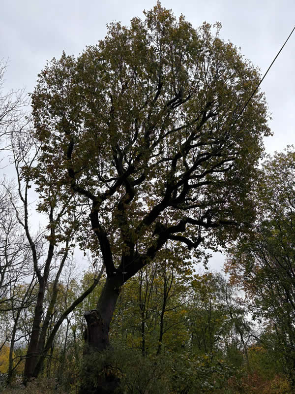 before tree reduction