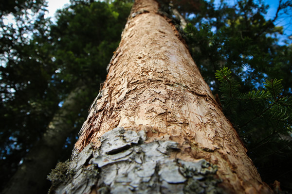 conservation area tree work main image