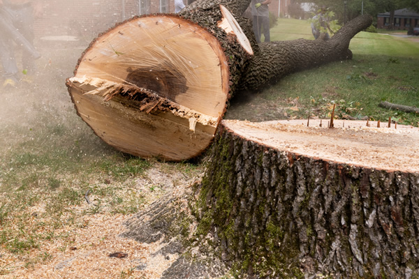 tree felling main image