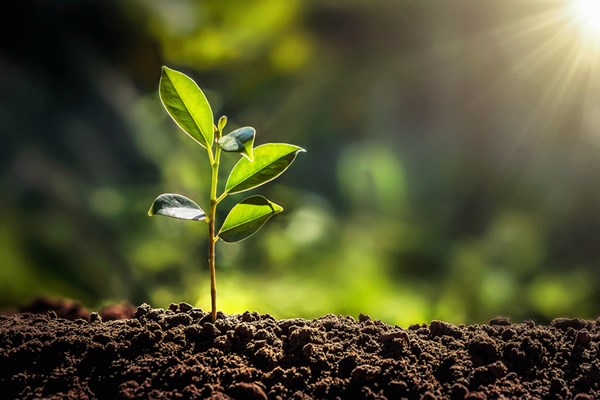 tree planting main image