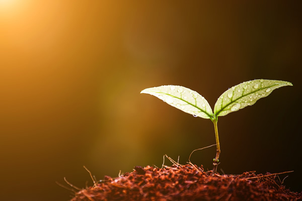 tree planting