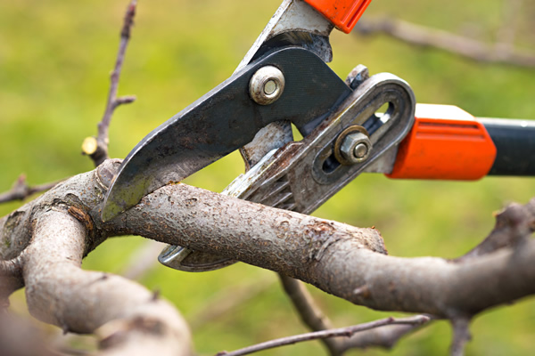 tree pruning main image