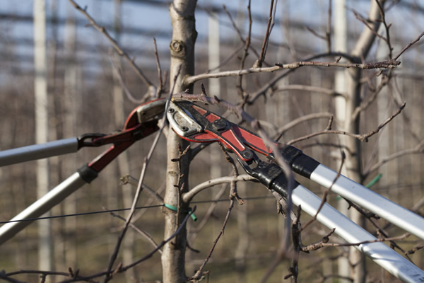 tree pruning