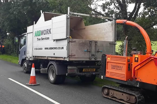 tree removal main image