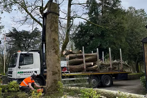 tree removal