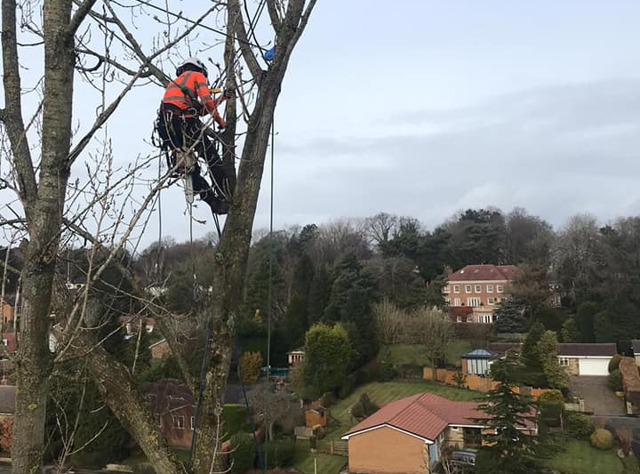 tree surgeons manchester main image